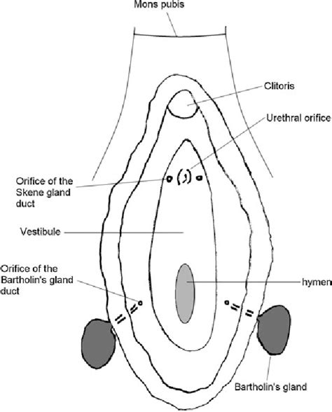 glândulas de bartholin e de skene|Skenes gland